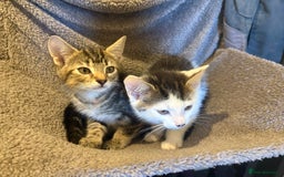 Domestic Shorthair cats for sale: 2 female kittens ready for their new home!  - Image 2