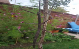 Stick Insects invertebrates for sale: Tirachoidea Jianfenglingensis stick insect nymphs. - Image 4
