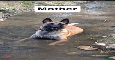 Belgian Shepherd Dog dogs - Advert 10