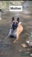 Belgian Shepherd Dog dogs - Advert 3