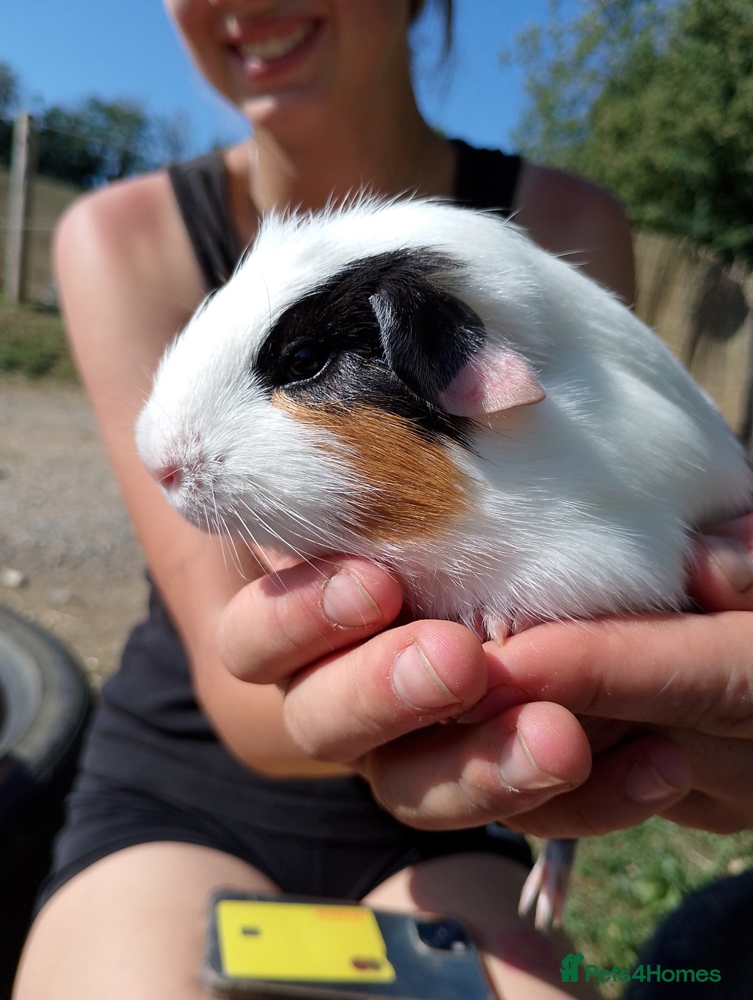 Guinea Pig rodents for sale: 2 bonded female  guinea pigs for sale  - Image 2