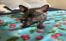 Sphynx cats for sale: 4 female canadian sphynx looking for home - Image 8