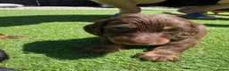 Miniature Dachshund dogs for sale: Miniature Long Haired Daschunds - Advert 13
