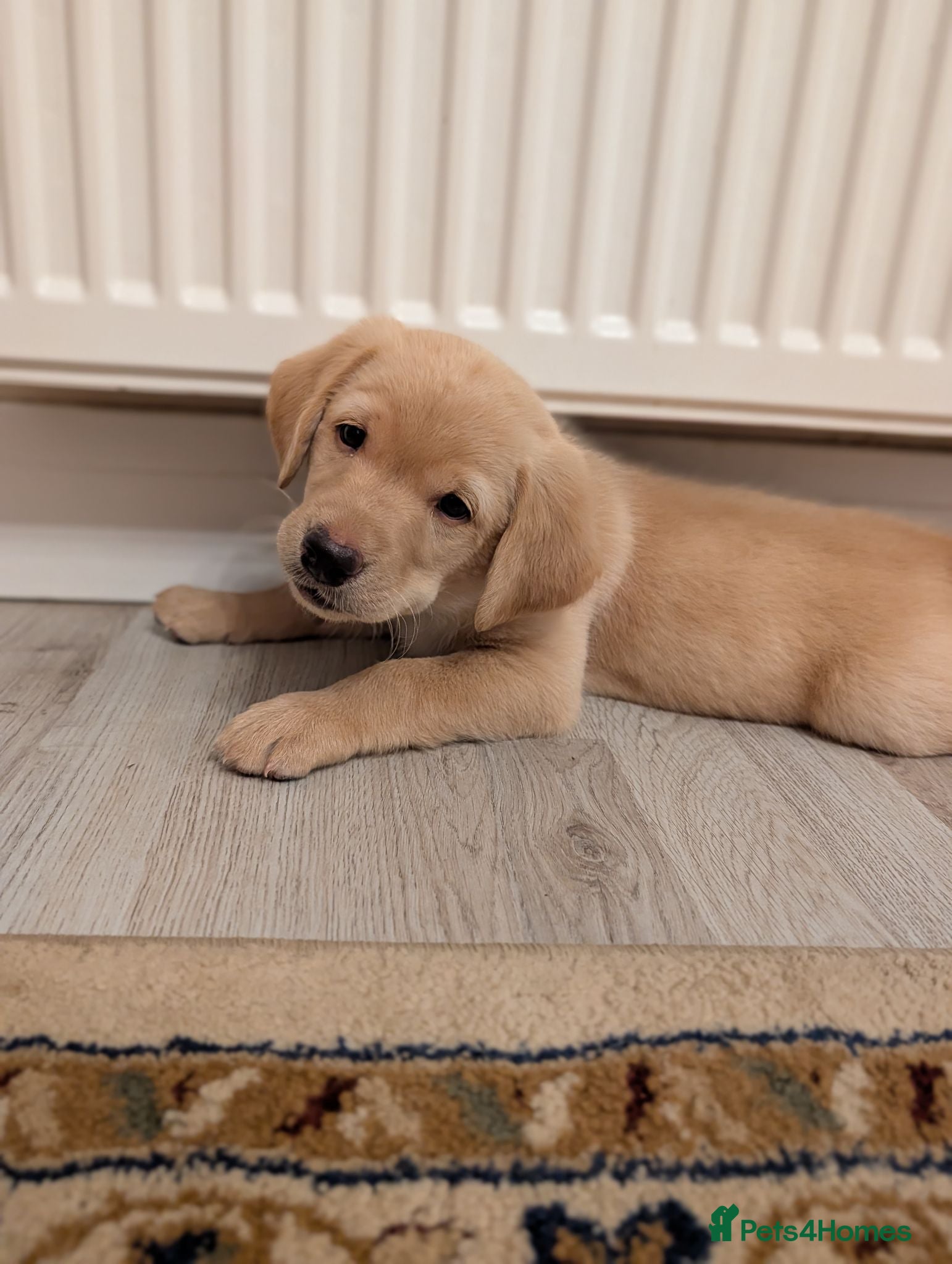 Labrador Retriever dogs Fox red/golden Labrador - Advert 17