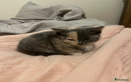 Mixed Breed cats for sale: 3/4 Russian blue kittens  - Image 3