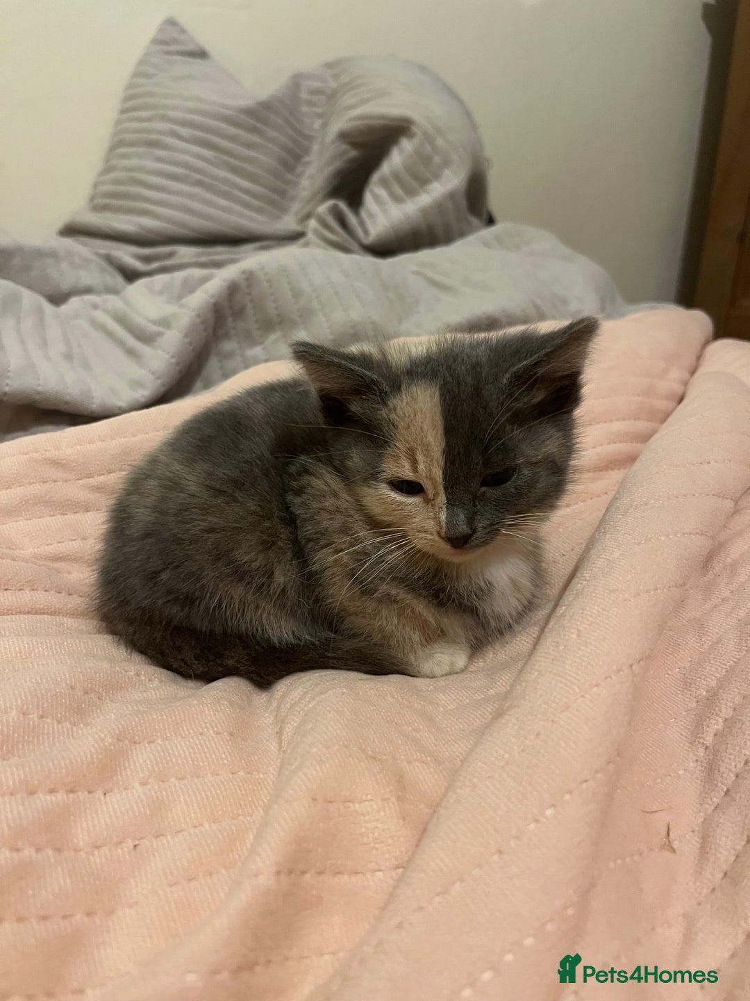 Mixed Breed cats for sale: 3/4 Russian blue kittens  - Image 3