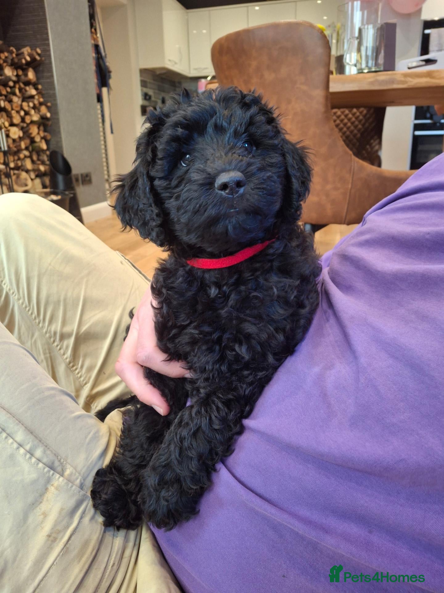 Labradoodle dogs ❤️ One little beutiful girl available - Advert 1