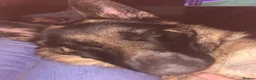 German Shepherd dogs for sale: 3 year old German Shepard  in Manchester - Advert 6
