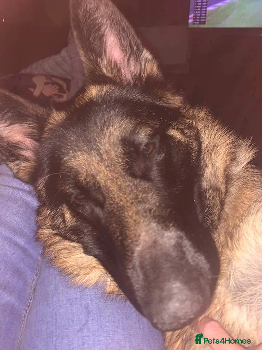 German Shepherd dogs for sale: 3 year old German Shepard  in Manchester - Advert 6