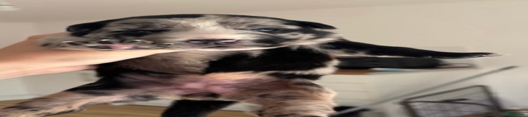 English Bulldog Puppy 5