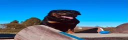 Rottweiler dogs for sale: Rottweiler- For Rehoming (3yrs)  - Advert 1