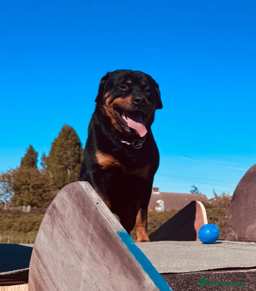 Rottweiler dogs for sale: Rottweiler- For Rehoming (3yrs)  - Advert 1
