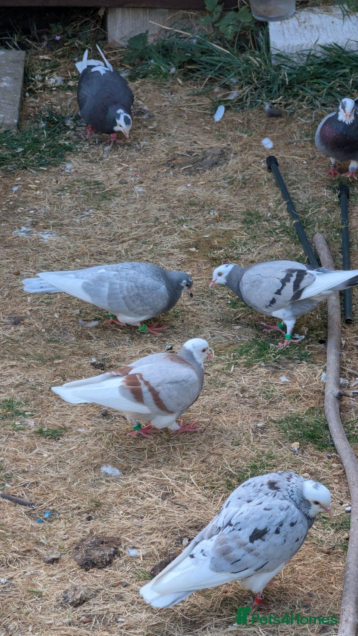 Pigeons birds Roller pigeons  - Advert 10