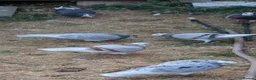 Pigeons birds for sale: Roller pigeons  - Advert 1