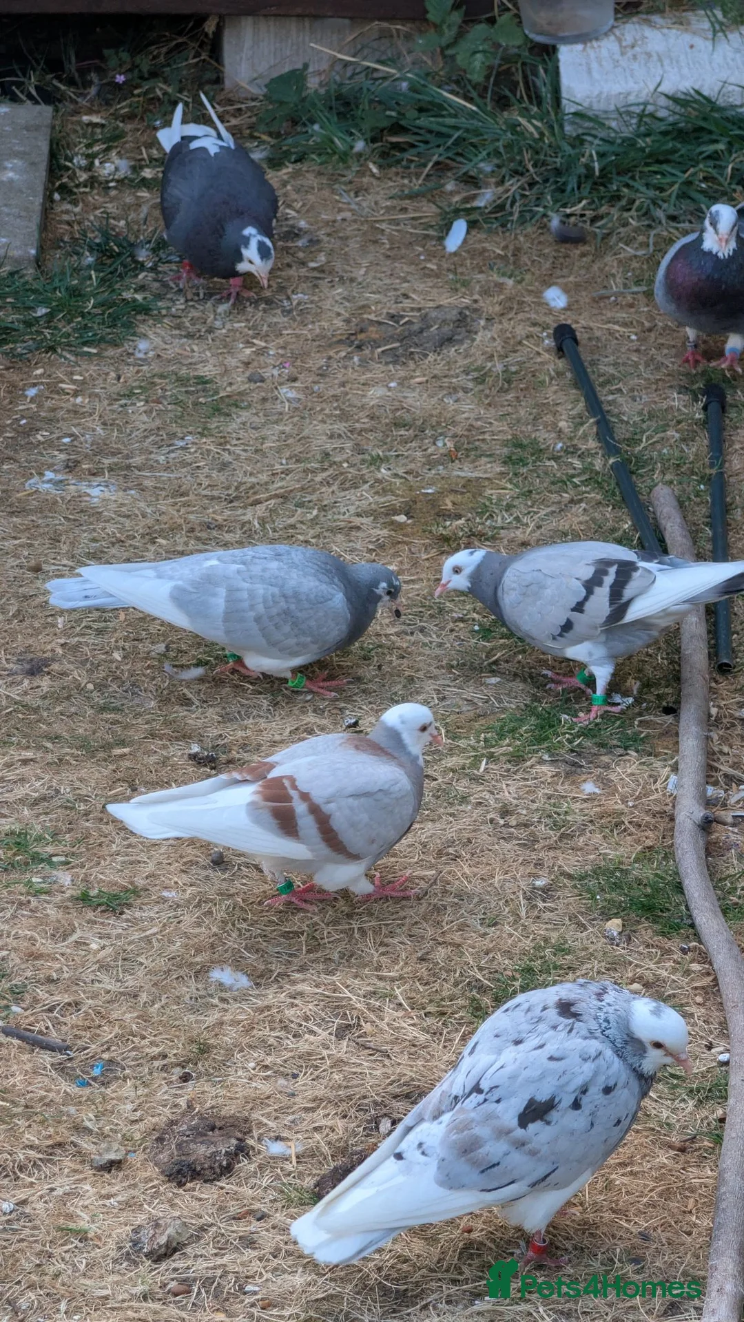 Pigeons birds for sale: Roller pigeons  - Advert 1