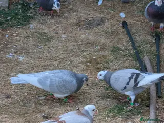 Pigeons birds Roller pigeons - Advert 5