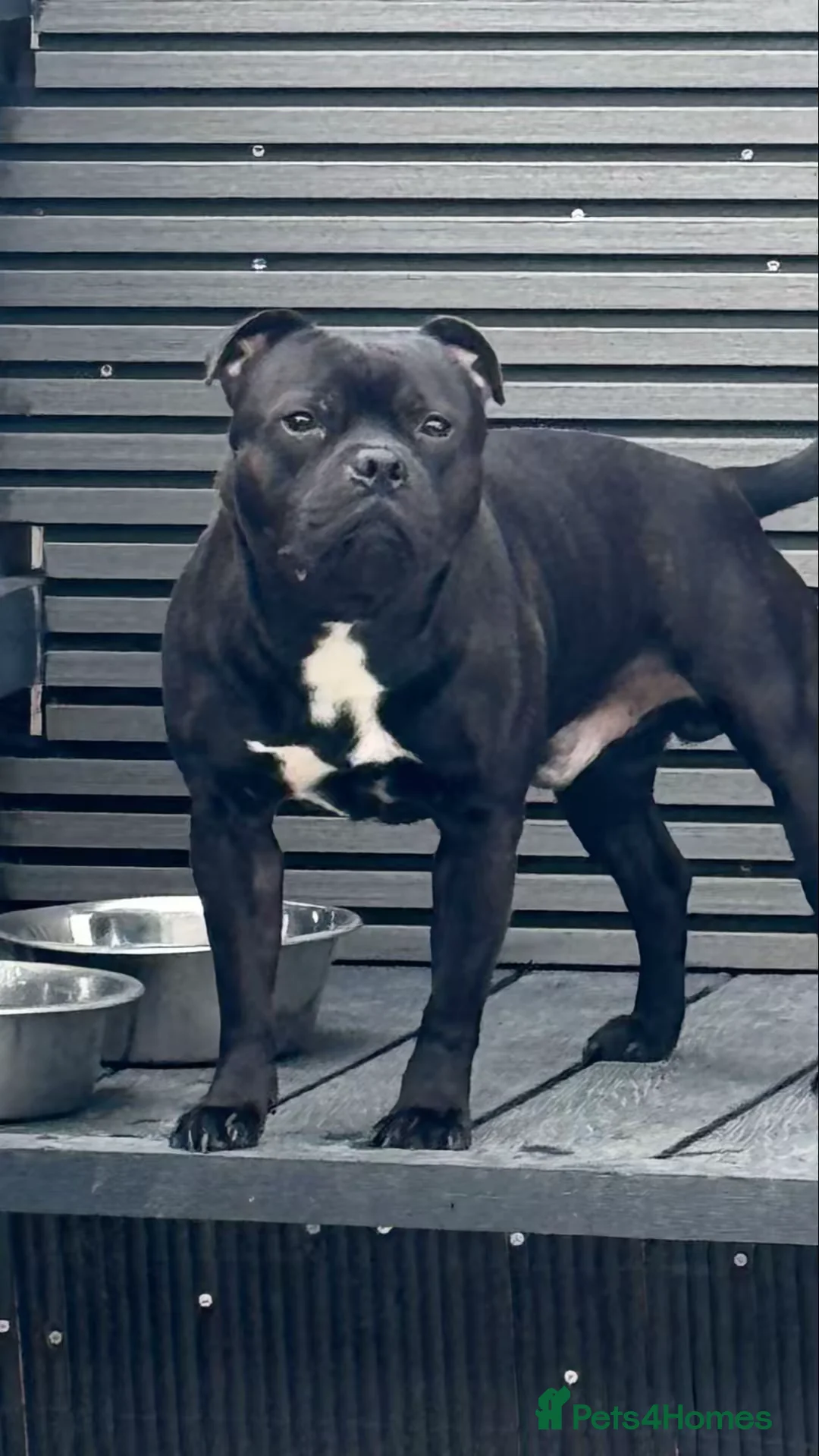 Staffordshire Bull Terrier dogs for stud: Arther - Advert 20