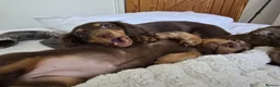 Miniature Dachshund dogs for sale: Beautiful Girls needing a forever home. - Advert 7