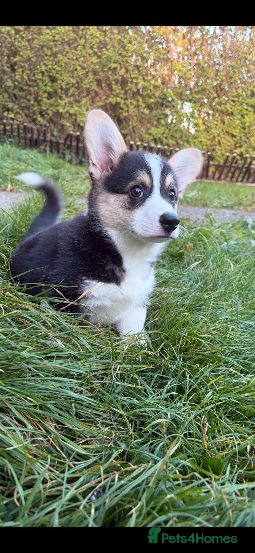 Welsh Corgi Pembroke dogs Beautiful Kc reg little boy - Advert 2