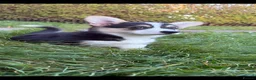 Welsh Corgi Pembroke dogs for sale: Beautiful Kc reg little boy - Advert 1