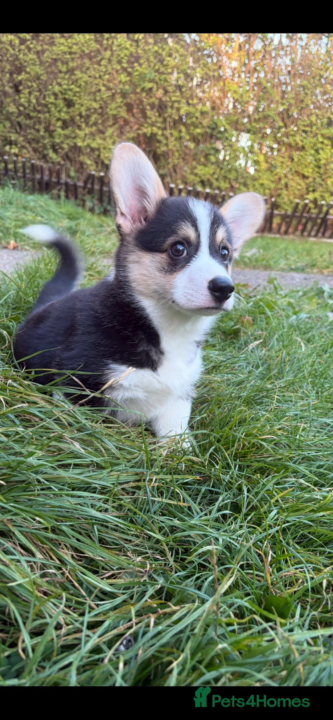 Welsh Corgi Pembroke dogs for sale: Beautiful Kc reg little boy - Advert 1