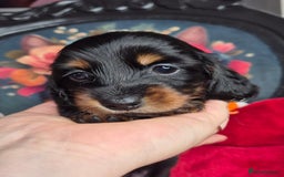 Miniature Dachshund dogs for sale: ⚜️KC PRA clear Miniature Dachshund Puppies  - Image 9