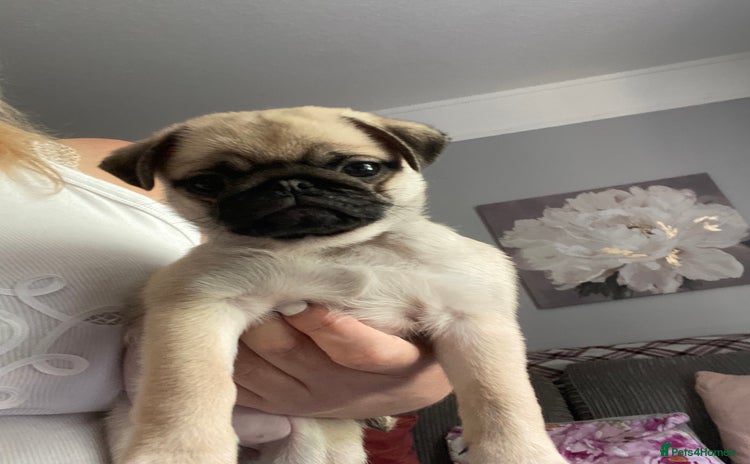 Pug dogs - Advert 1