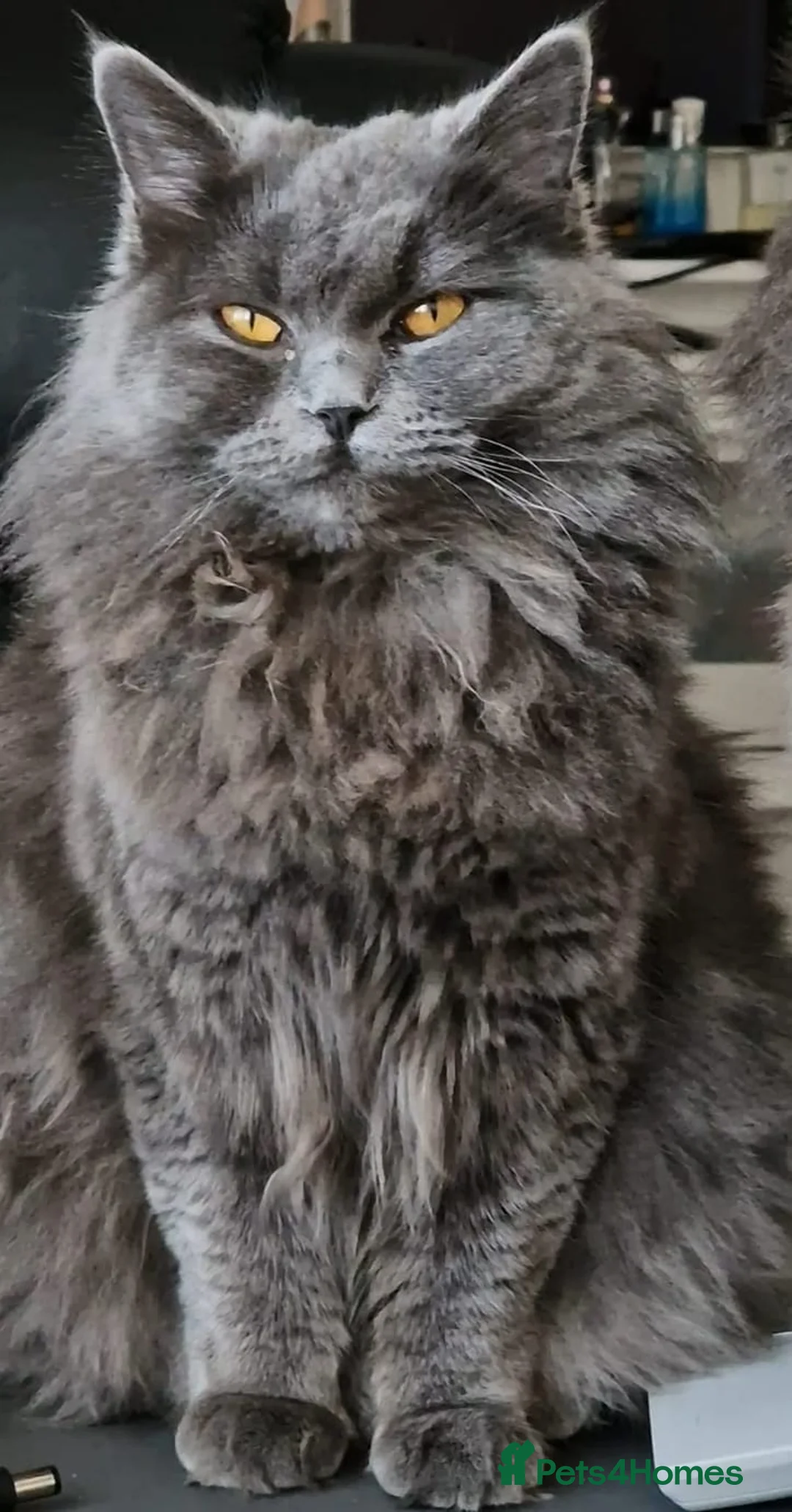 British Longhair cats for sale:  Gorgeous British Blue longhair kittens - Advert 16