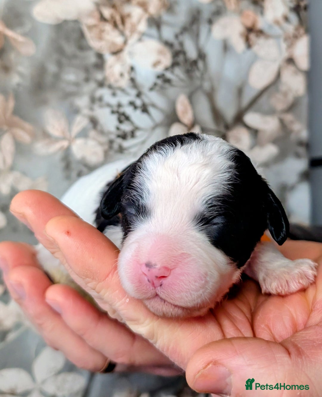 Toy Poodle dogs for sale: 🖤CAVAPOO BABIES🖤TESTED PARENTS! - Advert 16