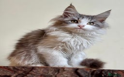 Maine Coon cats for sale: Beautiful pure bread maine coon kittens  - Image 14