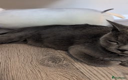 Mixed Breed cats for sale: Kittens for sale - BSH mother  - Image 4