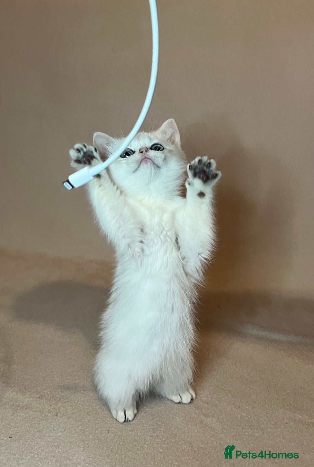 British Shorthair cats for sale: 🐾 Pure BSH Kittens 🐾  - Advert 22