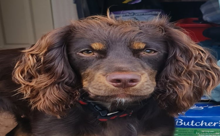 Cocker Spaniel dogs - Advert 9