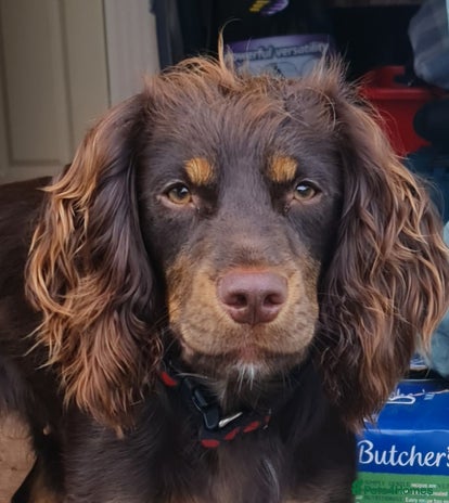 Cocker Spaniel dogs - Advert 9