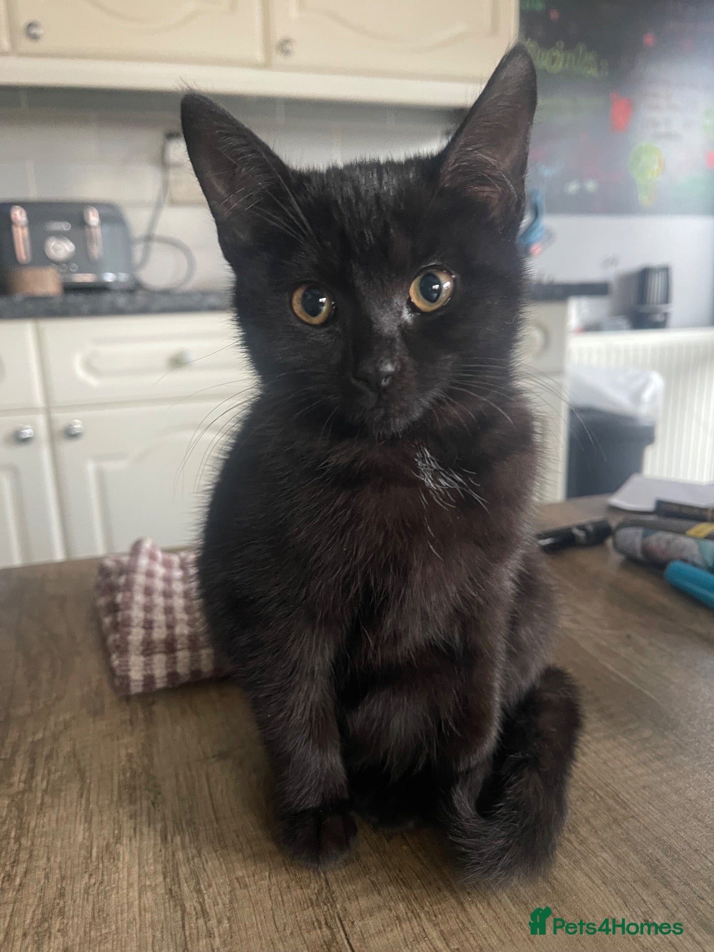 Mixed Breed cats for sale: Black & white female kitten - Advert 2