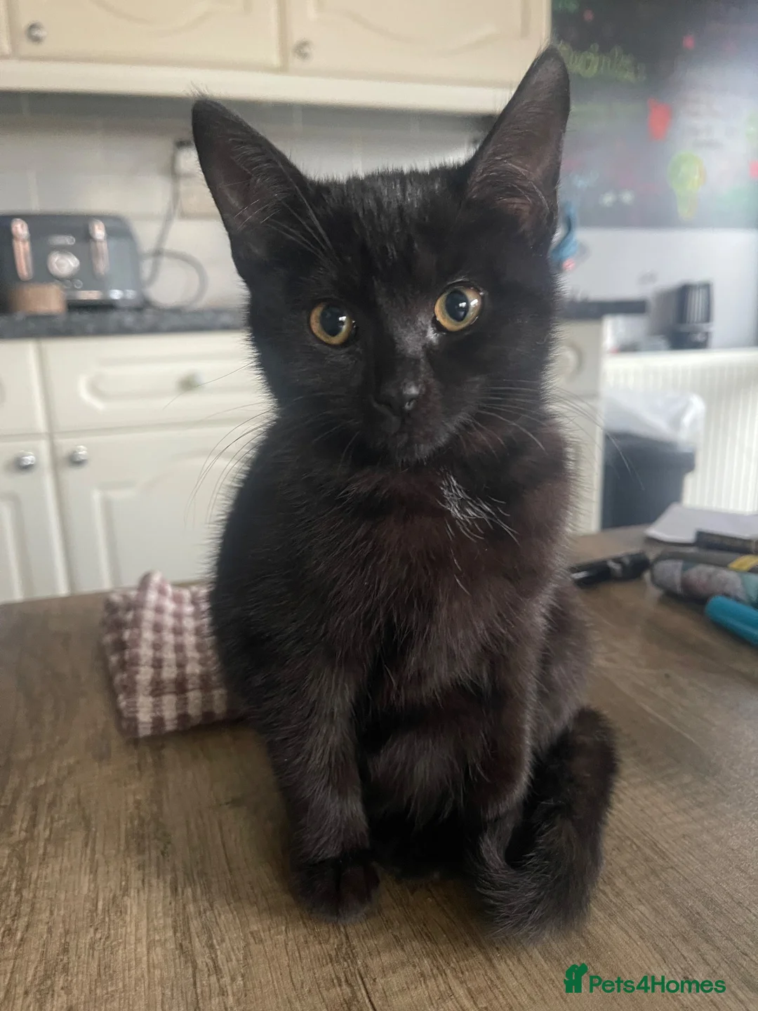 Mixed Breed cats for sale: Black & white female kitten - Advert 1