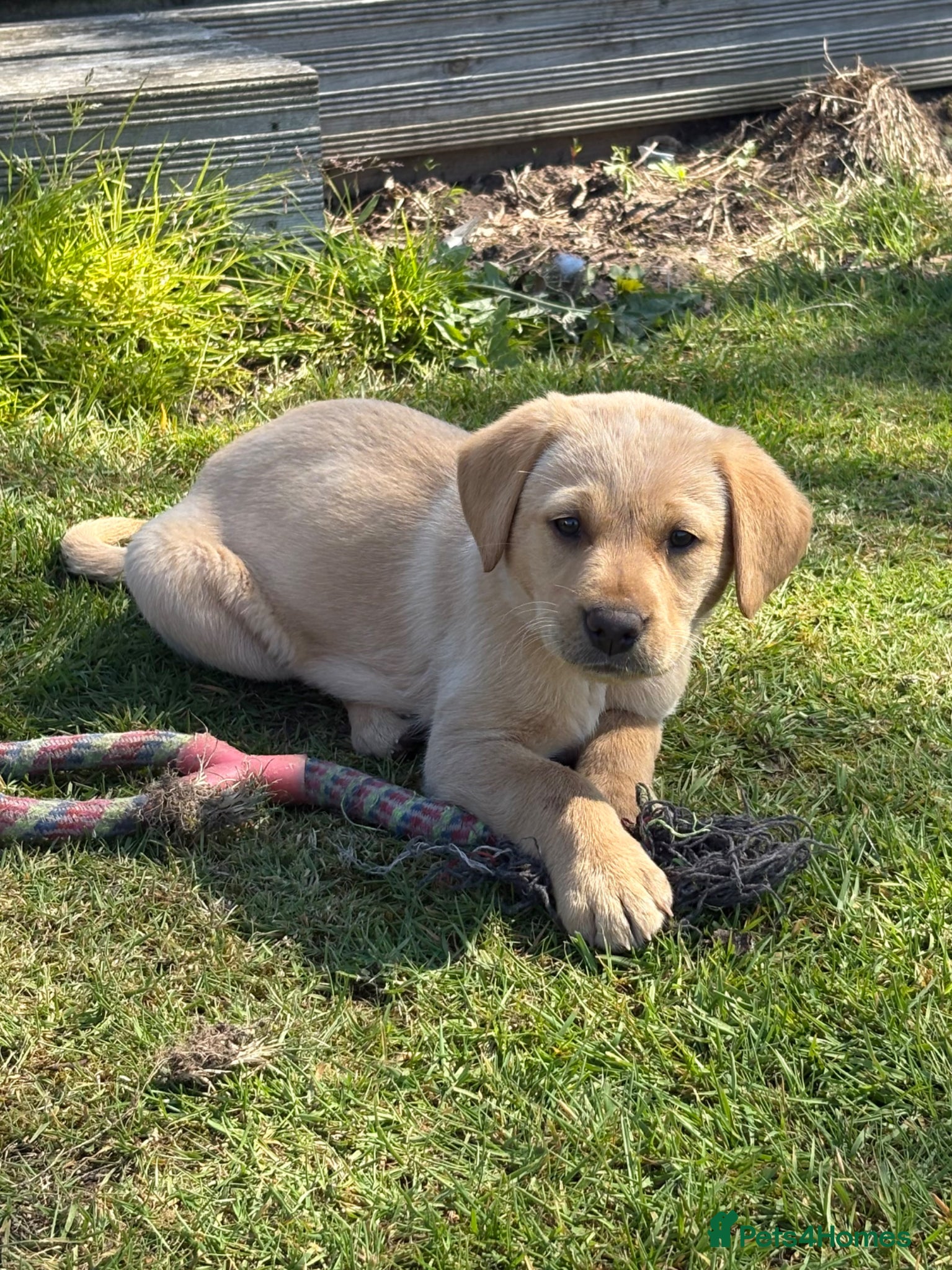 Labrador Retriever dogs Gorgeous Black and Yellow KC Labs - Advert 1