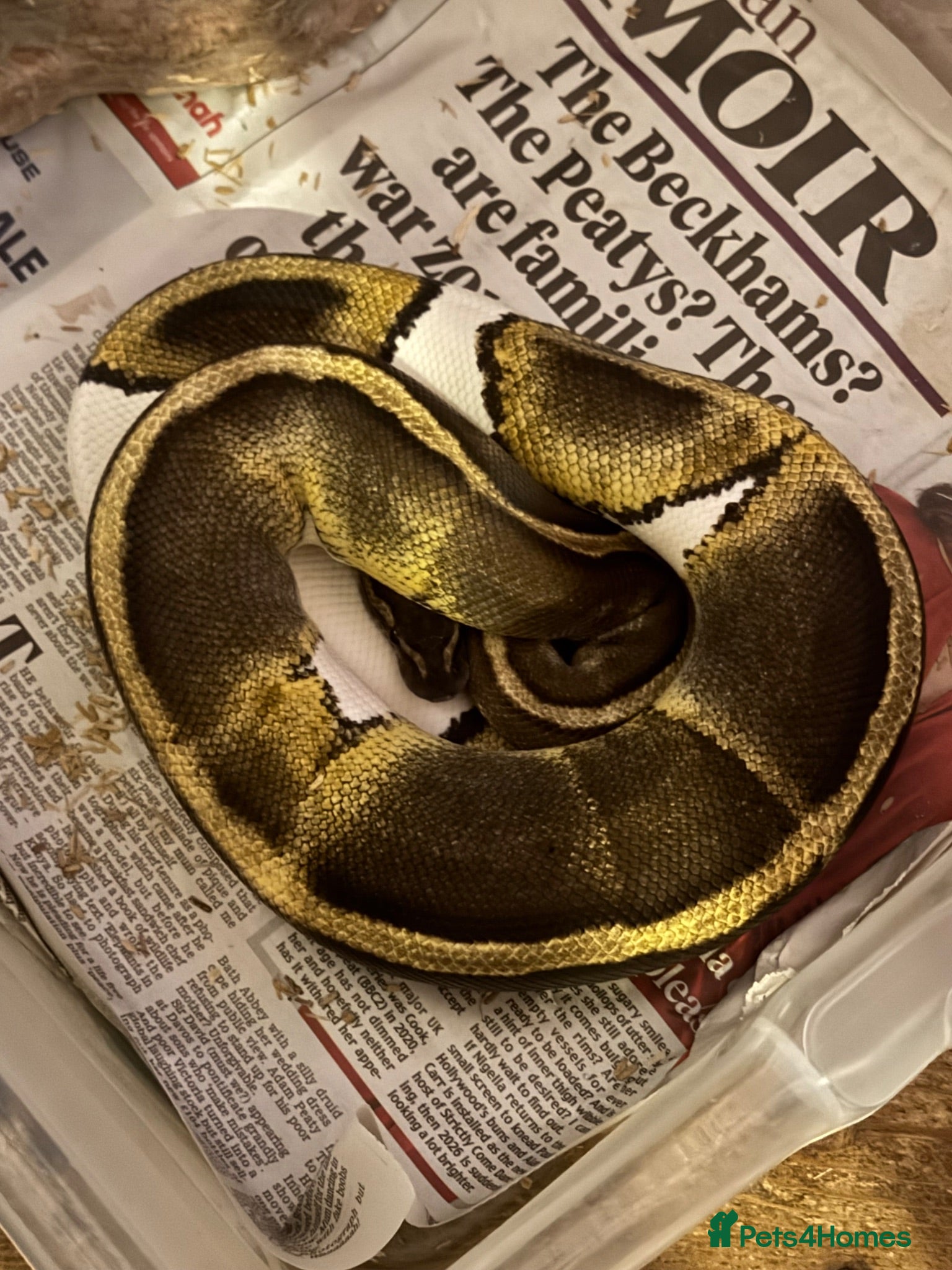 Python Snake reptiles 10 snakes for sale, 2 corns and 8 royal pythons  - Advert 1