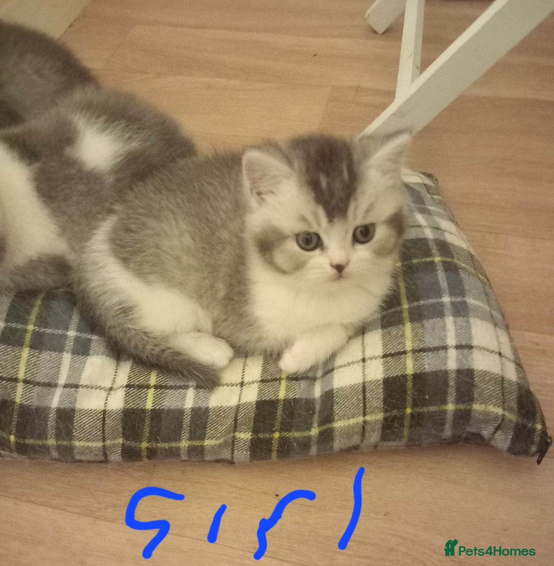 British Shorthair cats for sale: Stunning unusual British short hair kittens  - Advert 13