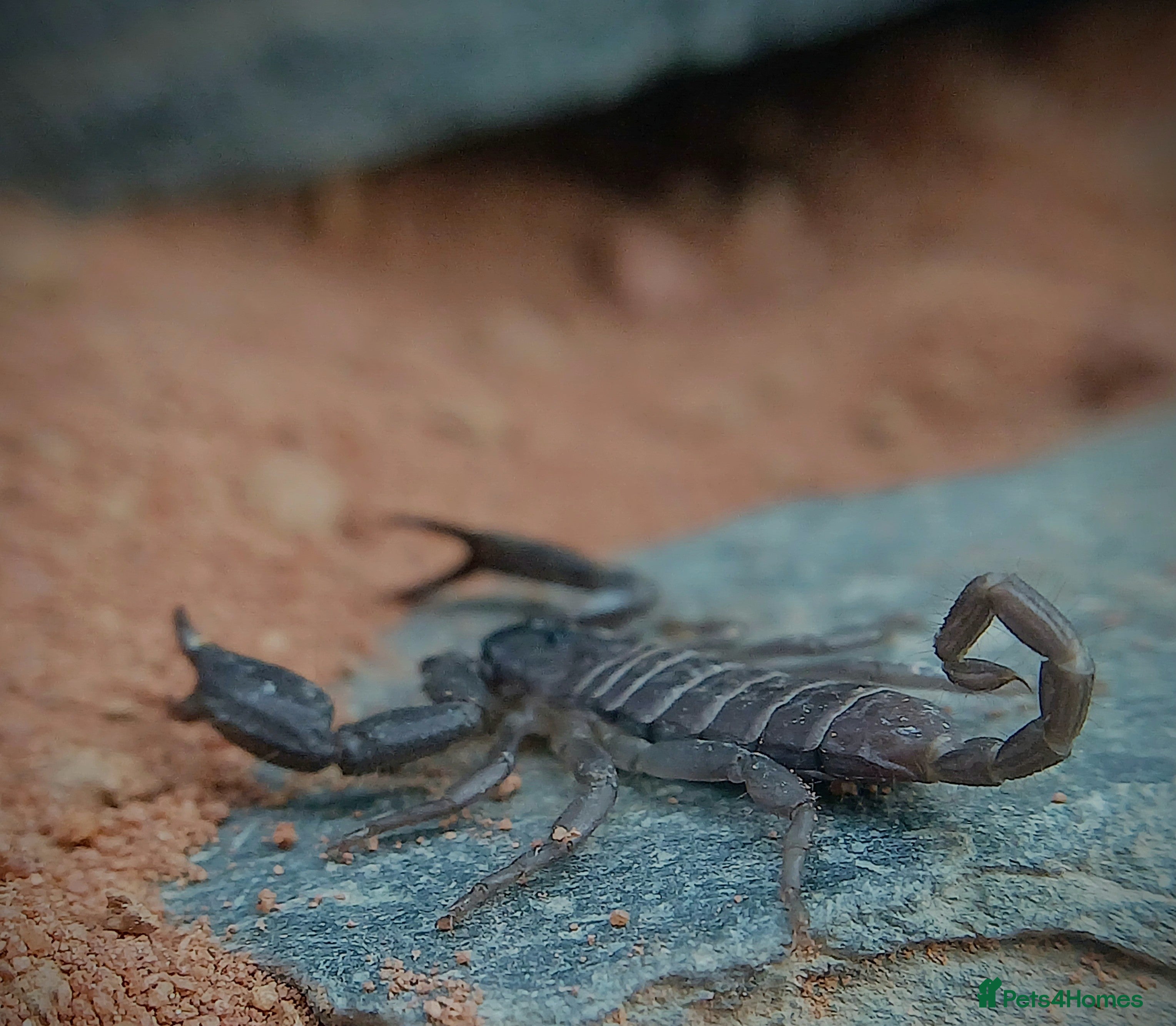 Scorpions invertebrates Banded Flat-Rock Scorpion (Hadogenes Paucidens) - Advert 9