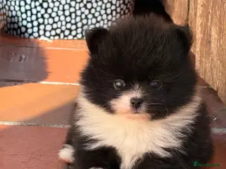 Pomeranian dogs 🧸 TOP QUALITY TEDDY BEAR POMS 🧸 - Advert 1