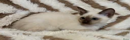 Tonkinese cats for sale: Exceptional pedigree Tonkinese - Advert 7