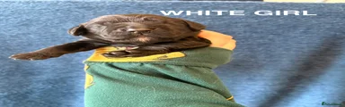 Girl - White collar
