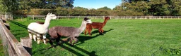 Alpaca livestock for sale: 4 female Huacaya Alpacas in Kettering - Advert 3