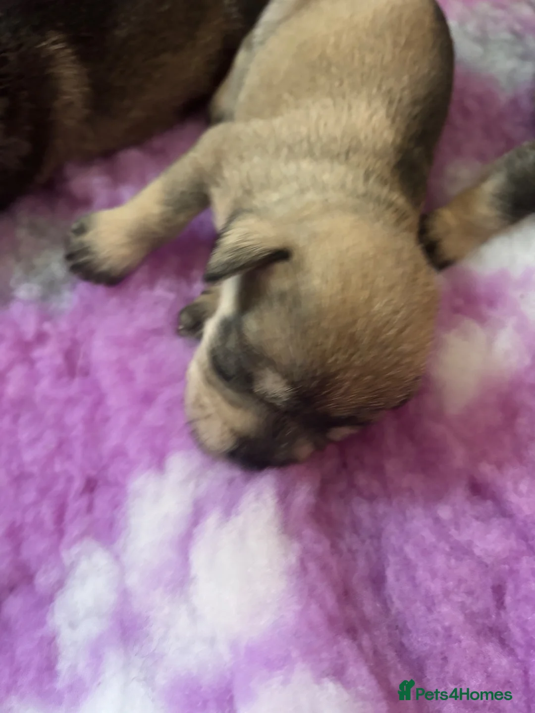 Miniature Schnauzer dogs for sale: beautiful miniature schnauzer puppies - Advert 2