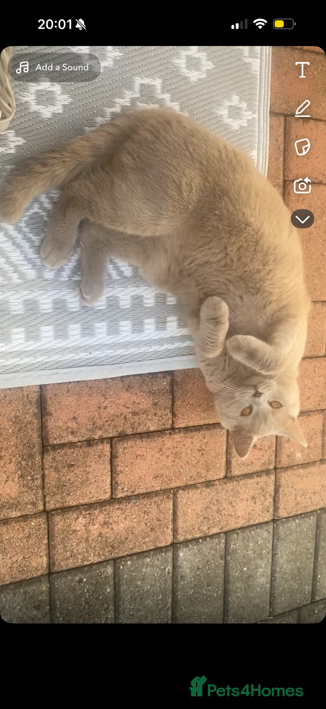 British Shorthair cats for sale: British short hair cat  - Advert 1