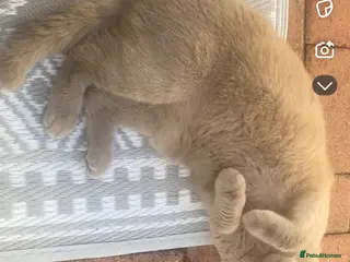 British Shorthair cats British short hair cat - Advert 1