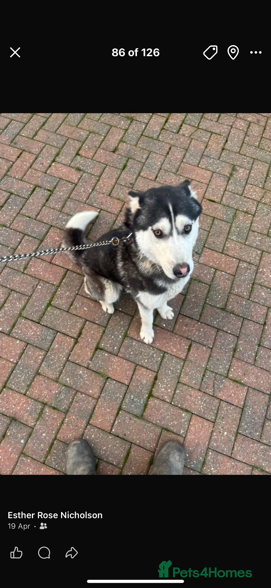 Siberian Husky dogs Beautiful female husky - Advert 1