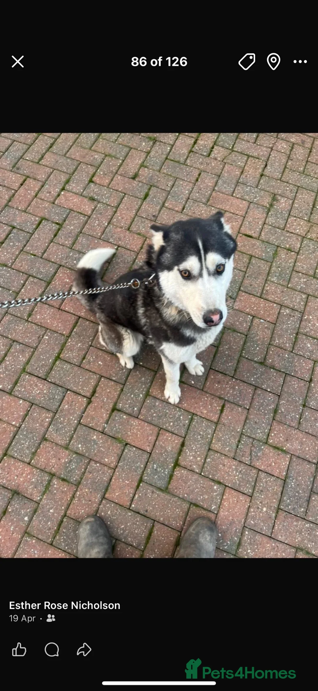 Siberian Husky dogs for sale: Beautiful female husky - Advert 1