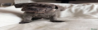 Cane Corso Puppy 5